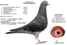 王者'の銘血が日本に上陸！ 古谷 正鳩舎｜CLOSE UP!!｜Poppo.net