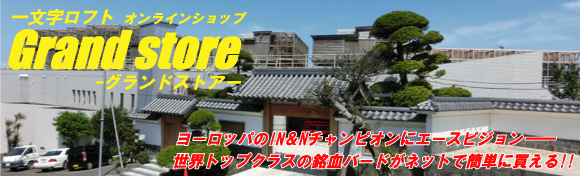 一文字ロフト Grandstore　ヨーロッパIN&N優勝鳩、そしてNエースピジョン――世界トップクラスの銘血バードがここに･･･!!