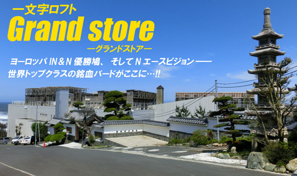 一文字ロフト Grandstore　ヨーロッパIN&N優勝鳩、そしてNエースピジョン――世界トップクラスの銘血バードがここに･･･!!