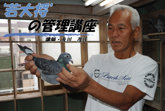 35％OFF】 鳩 餌 レース 鳩 エネルギーコーン 15kg - 鳥用品