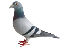 DE99　