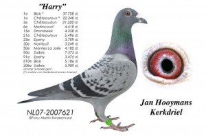 harry