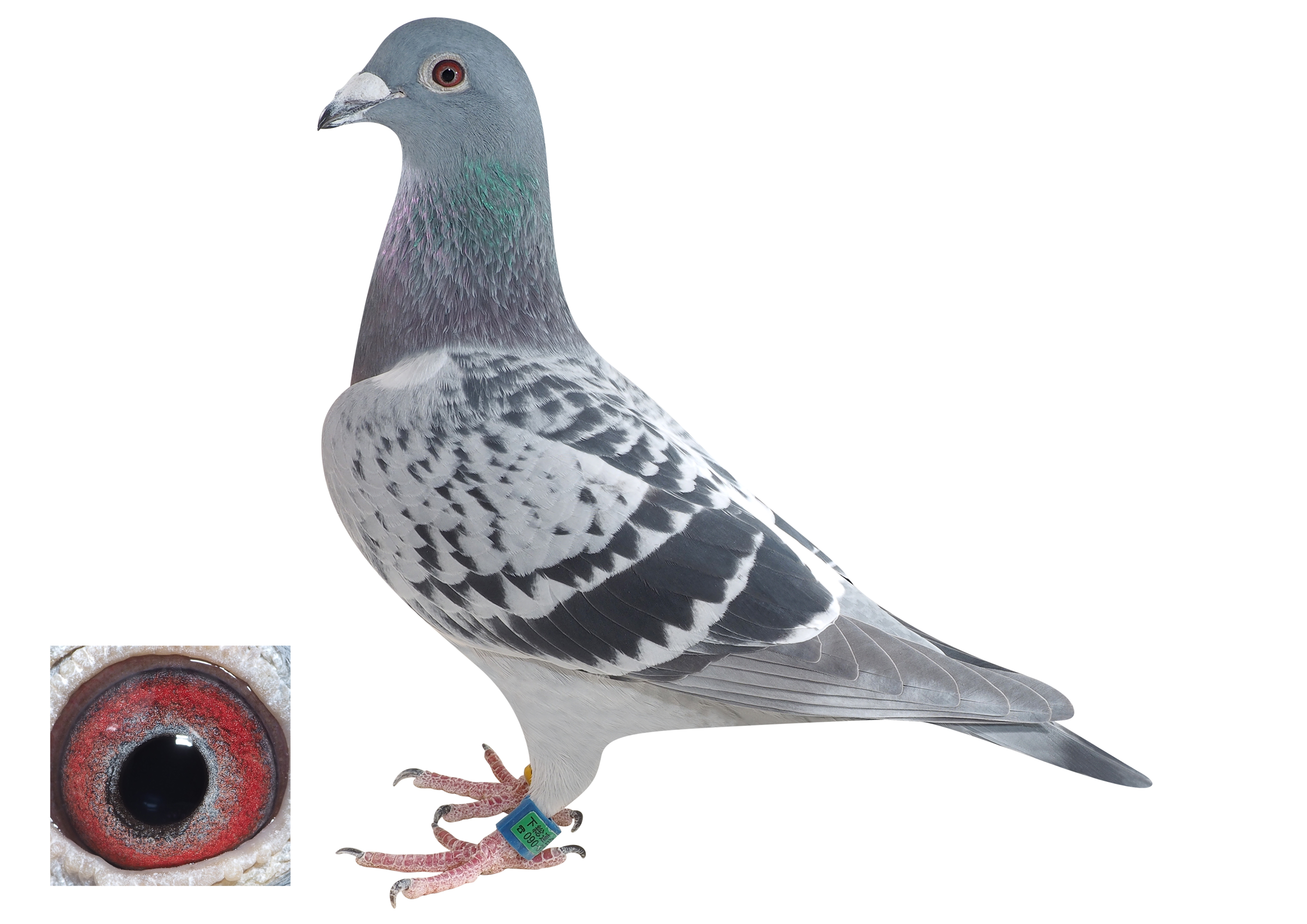 世界的銘鳩で作られた“黄金”の２羽 米倉ロフト | poppo.net