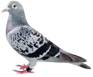 アヴィニョン 98HH12954 BC ♀ 引田泰正鳩舎作 元最高種鳩 1999年八郷国際鳩舎オリエンタルカップ700K全国優勝 直子/ タッチ(2008年八郷国際鳩舎国際ダービー400K全国優勝) スバーン(2007年八郷国際鳩舎オリエンタルカップ全国優勝) 2007年八郷国際鳩舎オリエンタルカップ全国8位 2007年八郷国際鳩舎オリエンタルカップ全国5位 2007年八郷国際鳩舎国際ウィナー300K全国8位 2001年つくば国際鳩舎日本選手権600K全国6位 孫/ ポーゴちゃん(2017年つくば国際鳩舎銘鳩賞)
