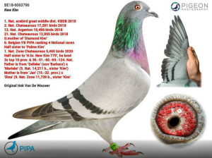New-Kim-pigeon