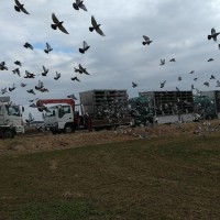 3月15日７時45分に放鳩された東京東地区N。今回は東京ブロック、ニュー神奈川ブロック合同レース、なおかつTV取材もあって、注目の一戦となった。