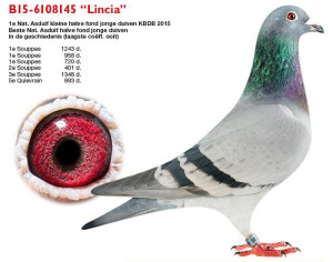 lambrechts-stefaanb15-6108145-lincia_0